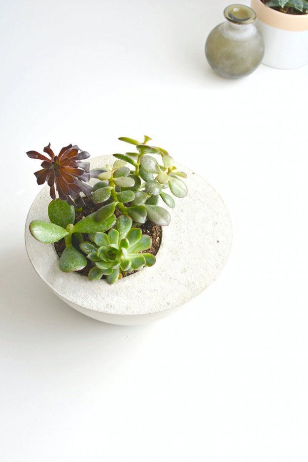 Turn Two Bowls And Some Concrete Into A Beautiful Succulent Planter.