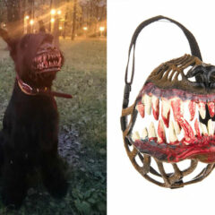 Muzzle For Walking Your Dog In The Woods