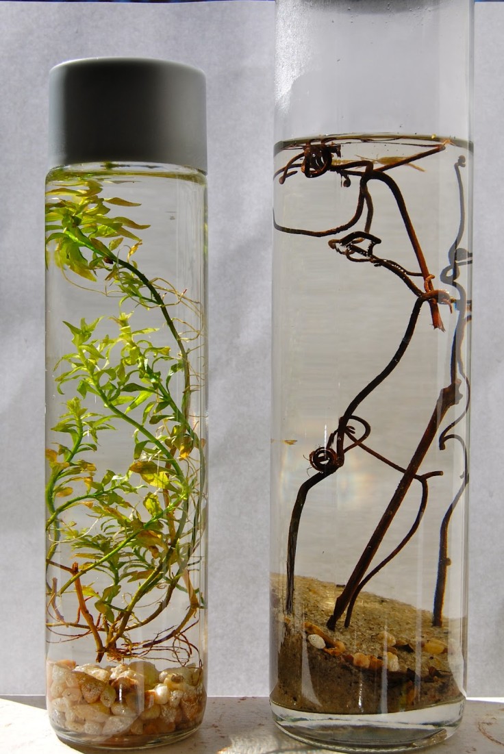 Build an entire aquatic ecosystem in a glass.