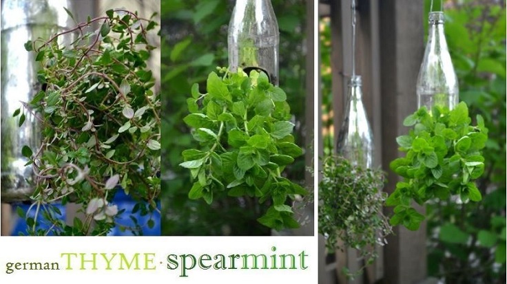 Turn glass bottles into charming hanging herb gardens.