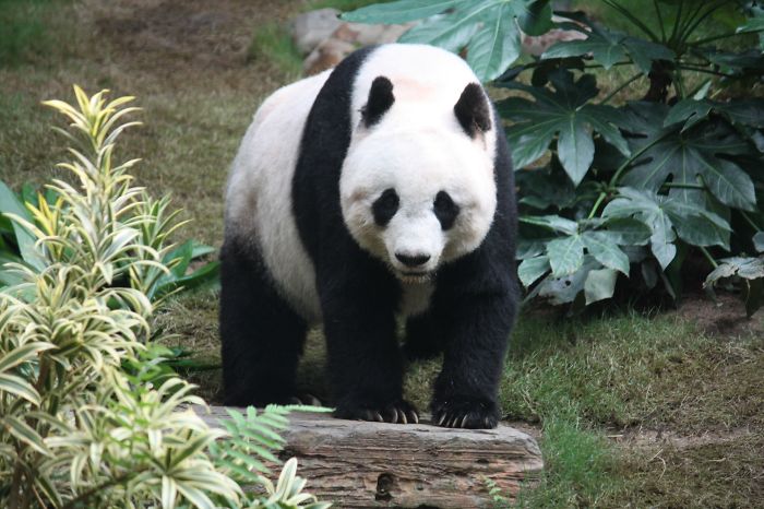 AD-Things-Every-Panda-Lover-Would-Die-To-Get-43