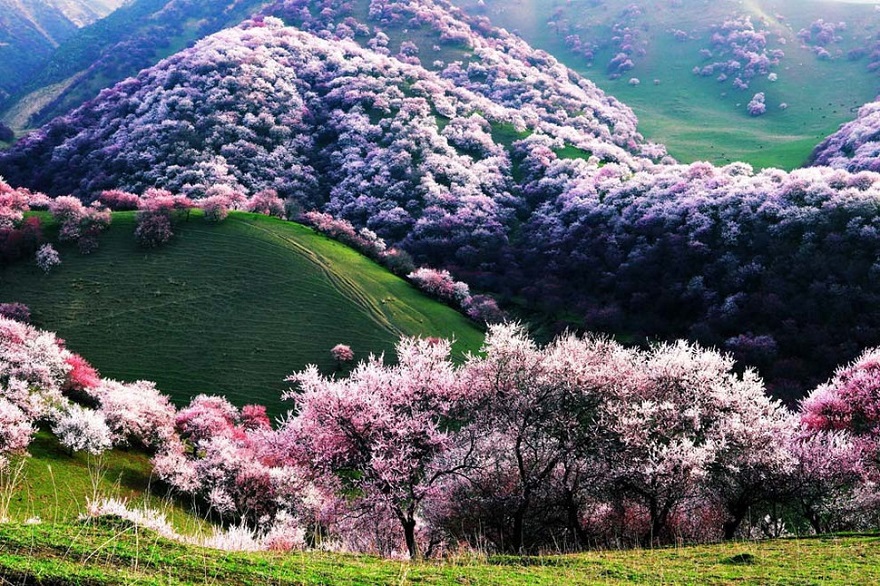 Yili Apricot Valley, China