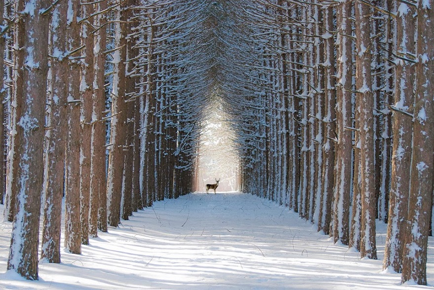 Quebec Forest, Canada