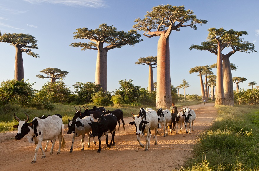 The Baobabs Avenue, Madagascar