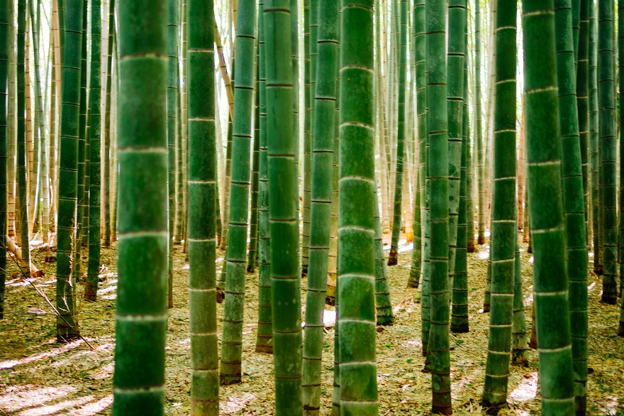 Arashiyama Bamboo Forest, Kyoto