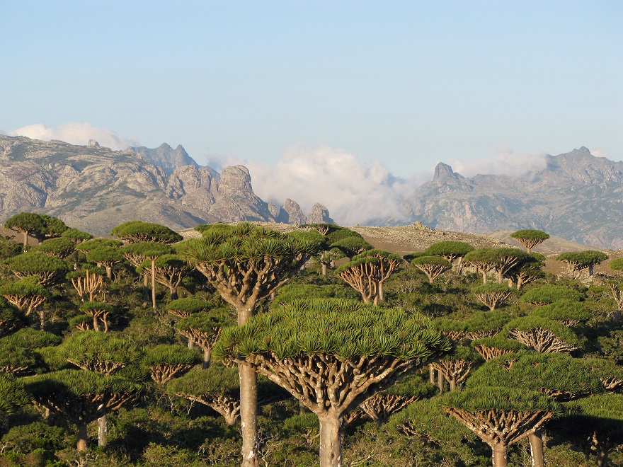 Dragons Blood Forest, Socotra