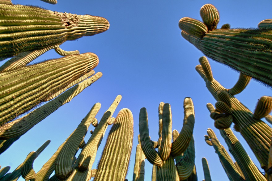 Saguaro Cactus Forest, Tuscon, Arizona