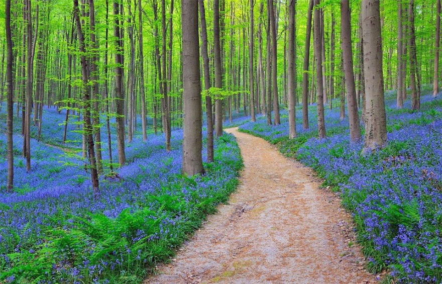 Halle's Forest, Belgium