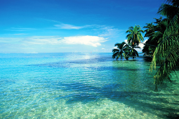 French Polynesia, Tahiti, Moorea Island, Palms Leaning Over The sea