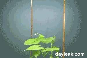 Beans’ tendrils slowly rotate to find solid supports to climb
