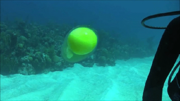 This is what an egg looks like underwater without its shell