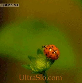 This is how a ladybug unsheathes its wings and lifts off