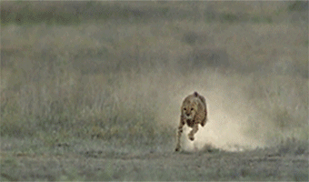 A cheetah uses its tail to counter torsion and keep balance as it chases its prey
