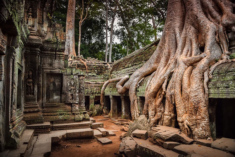 Though in ruins, Ta Prohm is a popular tourist site in Cambodia, Angkor, and Siem Reap Province.