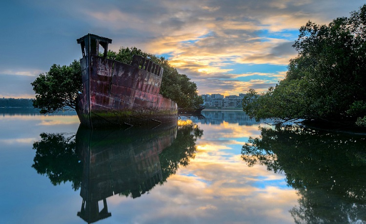 102-year-old transport ship becomes a magnificent floating forest in Australia.