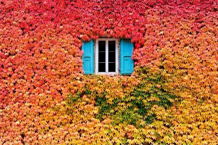 A house of fall foliage.