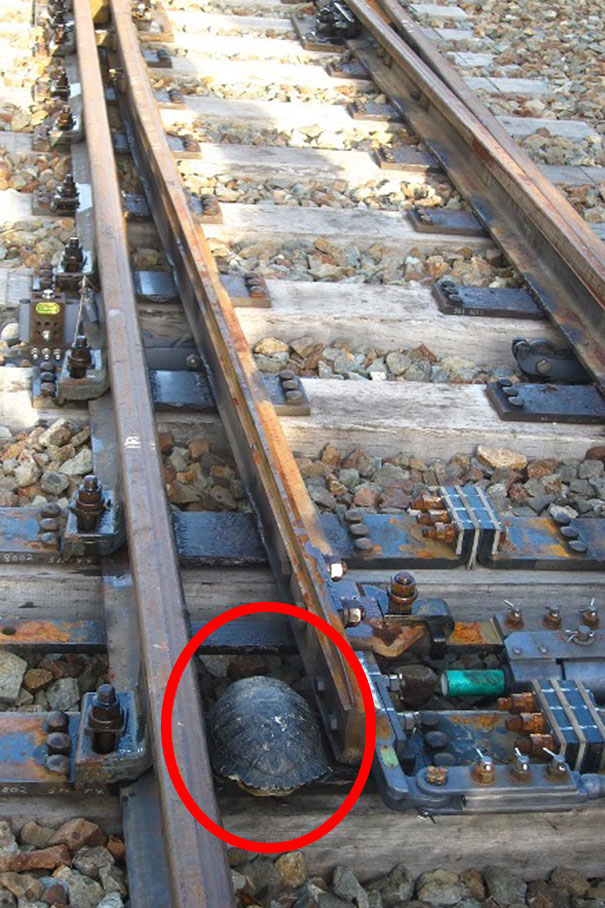 Turtle-Tunnel-Train-Track-Safety-Japan-Railways
