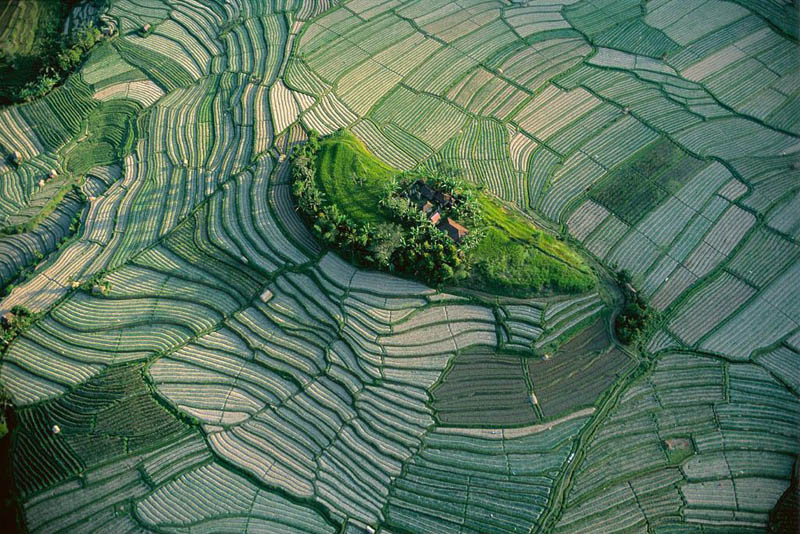 Arthus-Bertrand's shot of an islet in the terraced rice fields of Bali, Indonesia.
