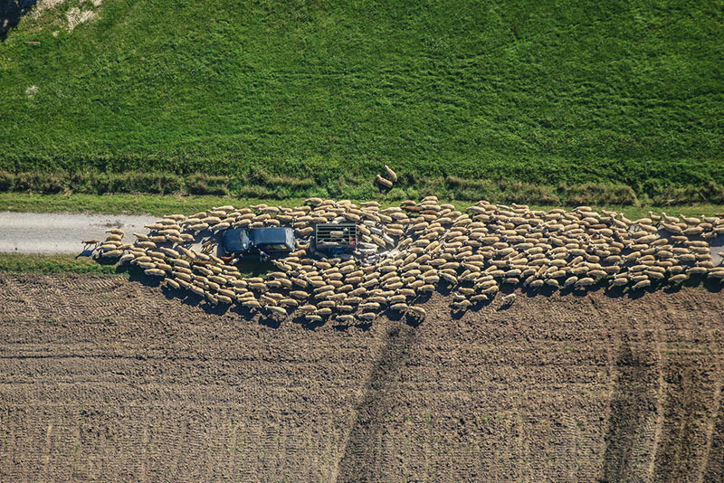 A flock of sheep keeping busy.