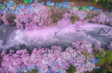 16 Magical Pics Of Japan’s Cherry Blossom By National Geographic