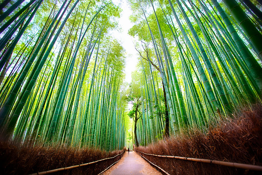 Exploring Arashiyama Bamboo Forest In Japan