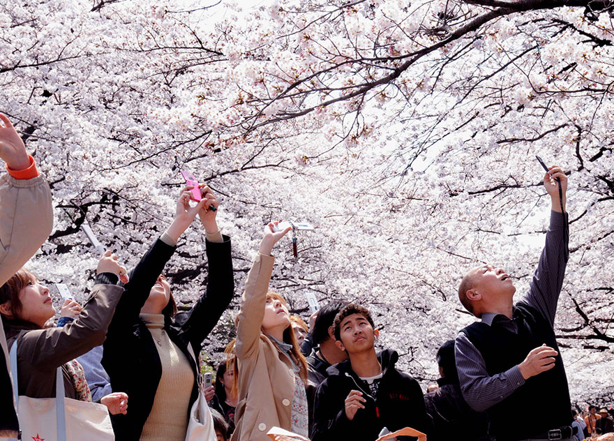 Anytime You're Admiring The Blooming Sakura Trees