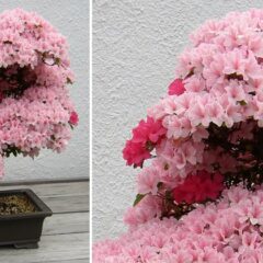30+ Of The Most Beautiful Bonsai Trees Ever