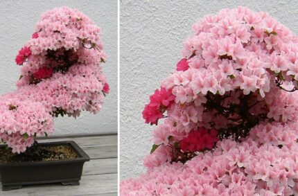 30+ Of The Most Beautiful Bonsai Trees Ever