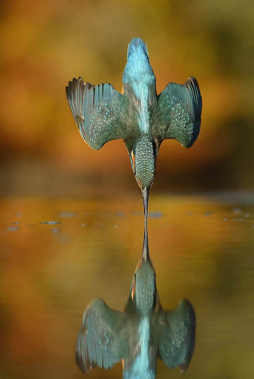 Perfect-Kingfisher-Dive-Photo-Wildlife-Photography-Alan-Mcfayden