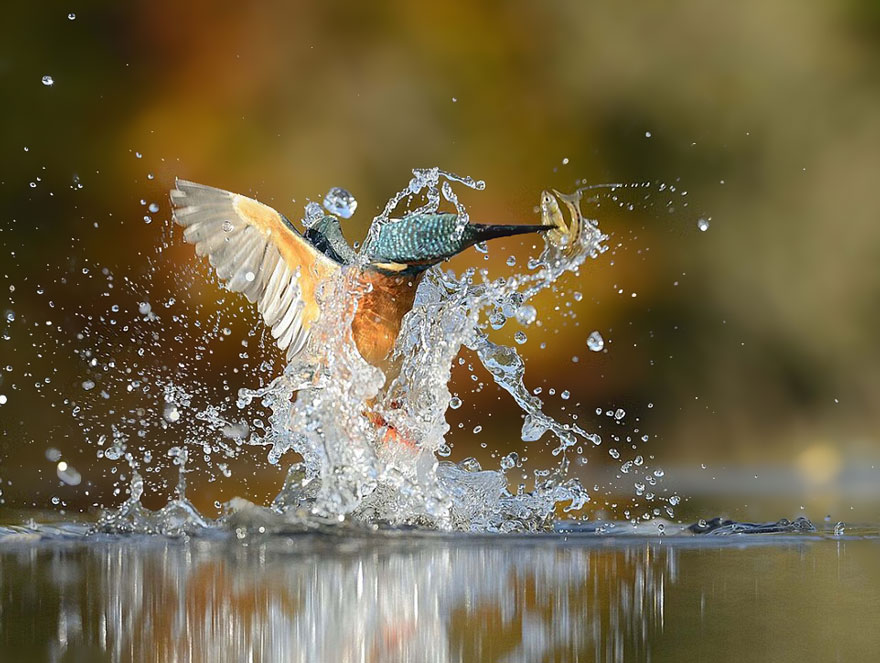 AD-Perfect-Kingfisher-Dive-Photo-Wildlife-Photography-Alan-Mcfayden-02