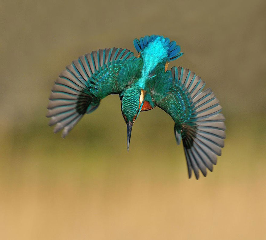 AD-Perfect-Kingfisher-Dive-Photo-Wildlife-Photography-Alan-Mcfayden-04