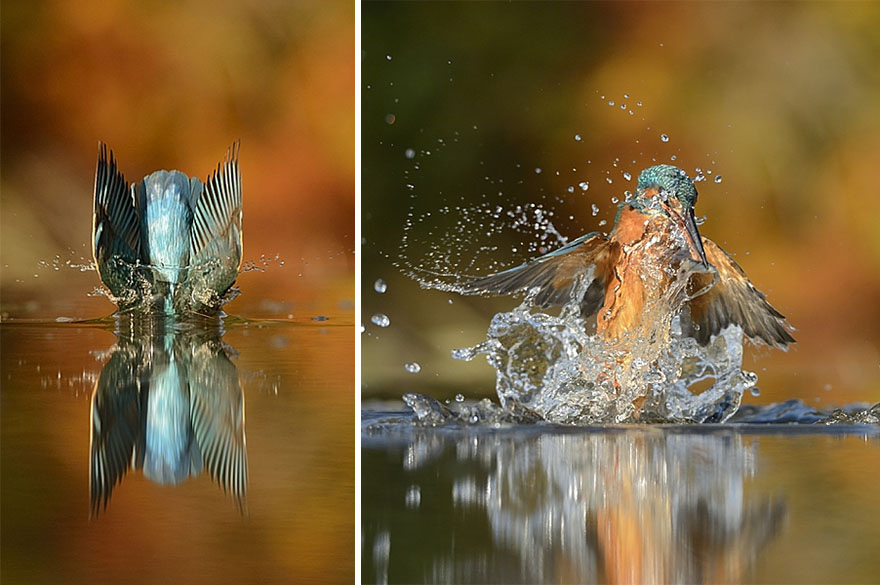 AD-Perfect-Kingfisher-Dive-Photo-Wildlife-Photography-Alan-Mcfayden-05
