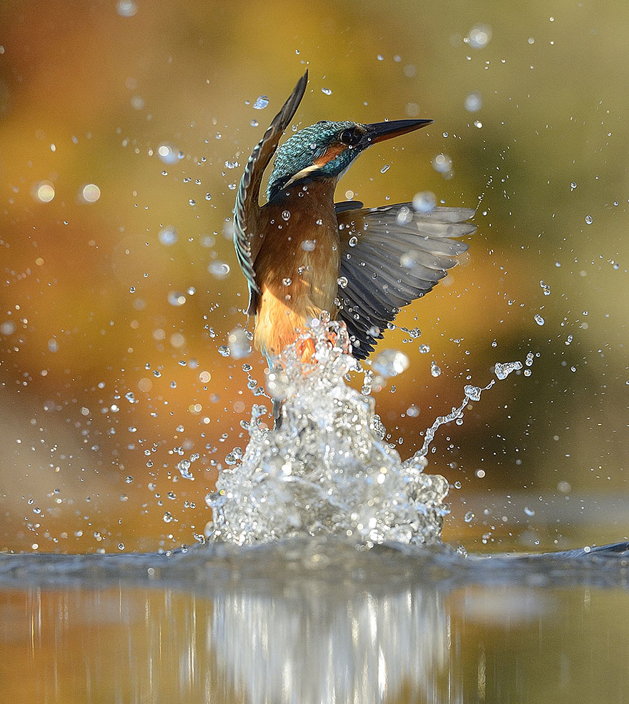 Perfect-Kingfisher-Dive-Photo-Wildlife-Photography-Alan-Mcfayden