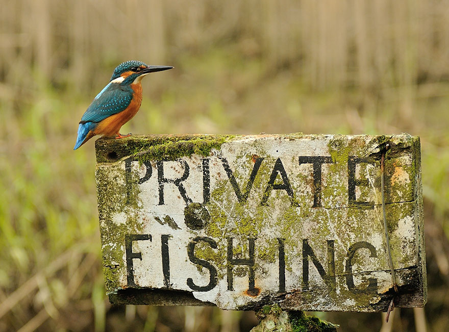 AD-Perfect-Kingfisher-Dive-Photo-Wildlife-Photography-Alan-Mcfayden-07