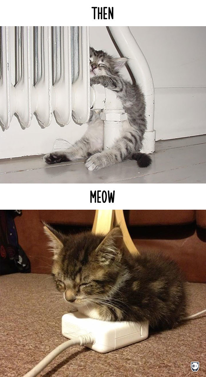AD-Then-Now-How-Technology-Has-Changed-Cats-Lives-03