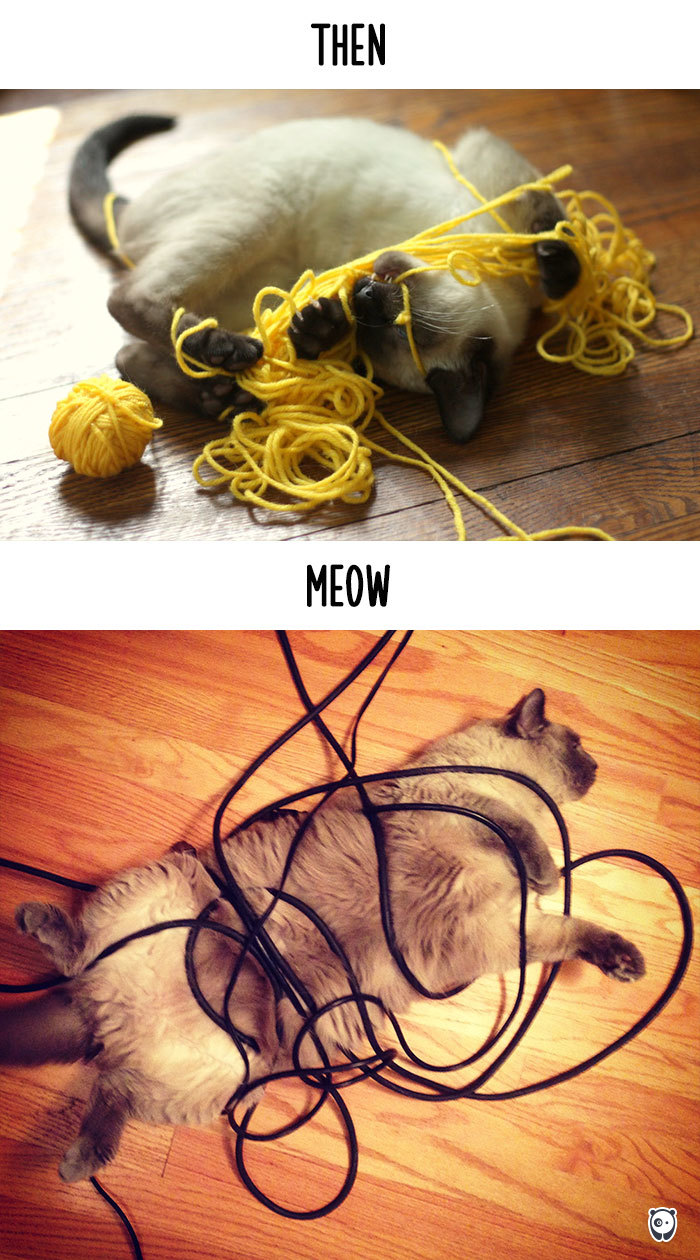 Then-Now-How-Technology-Has-Changed-Cats-Lives