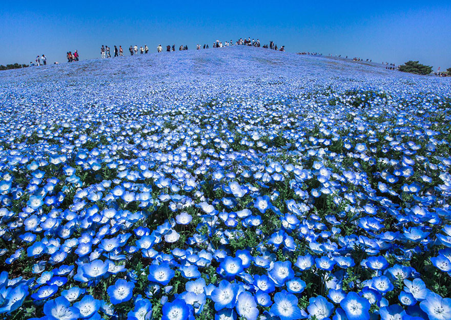 Blue Heaven, Japan