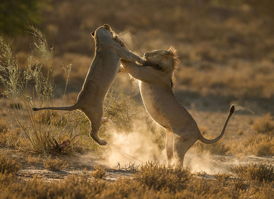 Moment of Impact, Kgalagadi Transfrontier Park, South Africa