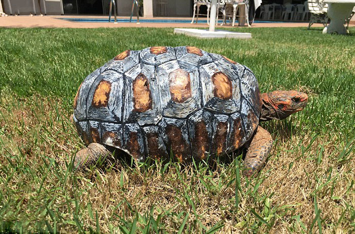 AD-Tortoise-3d-Printed-Shell-Freddy-06