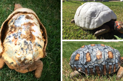 Injured Tortoise Receives World’s First 3D Printed Shell