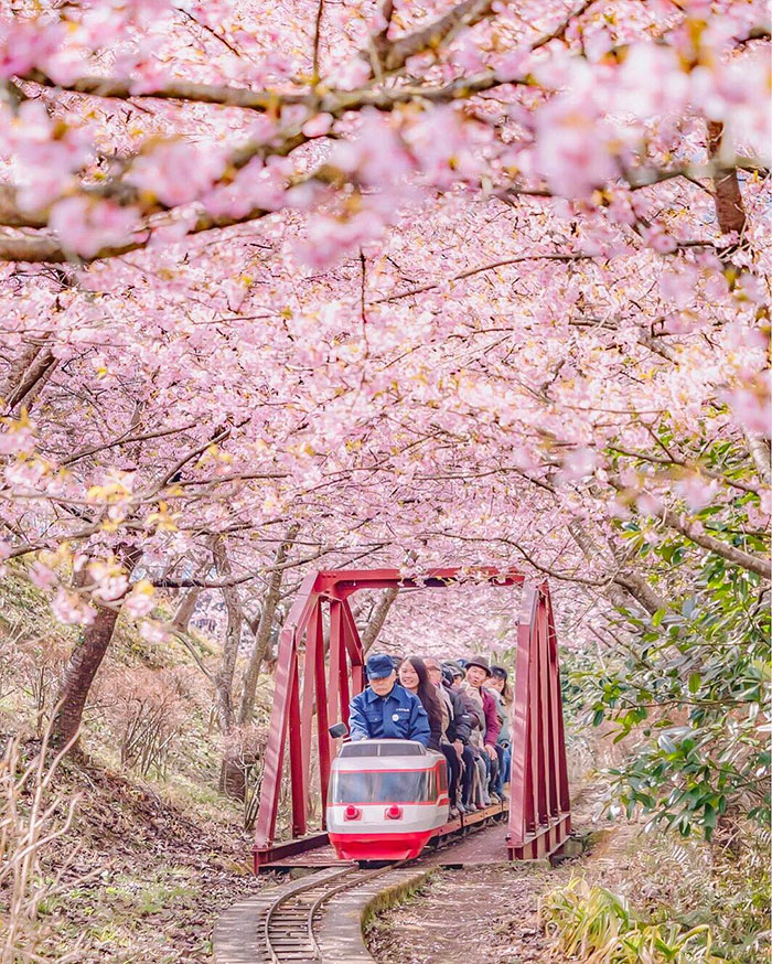 A small locomotive train takes passengers on a journey through fragrant aromas and gradient shades of pink.