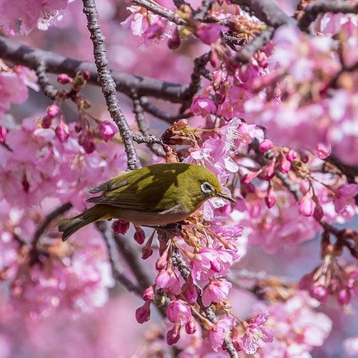 Japanese white-eye birds can be seen sipping the sweet nectar of the cherry trees all around.