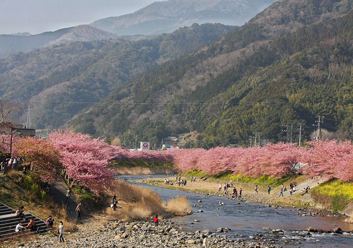 Cherry blossoms are highly symbolic and culturally significant in Japan