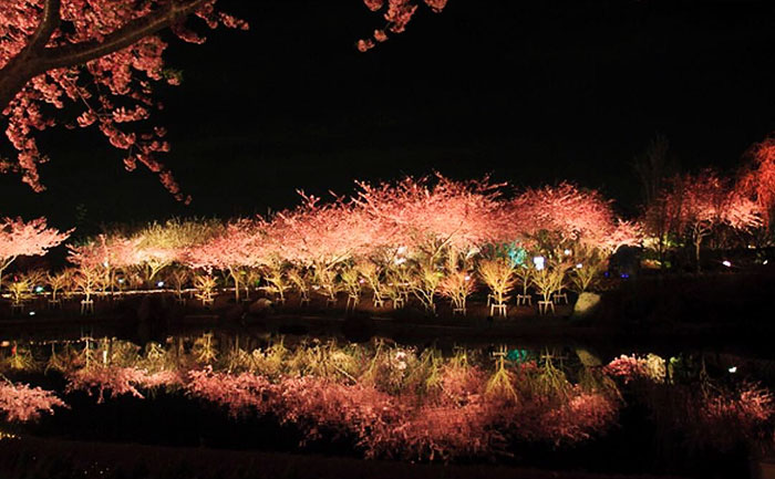 At night, the trees are illuminated, and their reflections dance along the waters of the Izu peninsula.