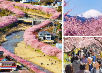 Kawazu-Cherry-Blossoms-Shizuoka-Japan
