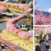 Kawazu-Cherry-Blossoms-Shizuoka-Japan