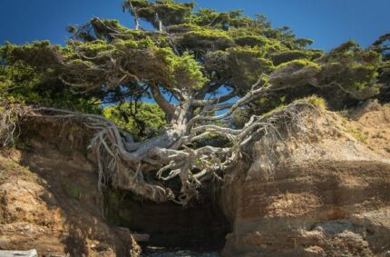 50+ Badass Trees That Refuse To Die No Matter What
