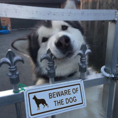 40+ Dangerous Dogs Behind “Beware Of Dog” Signs