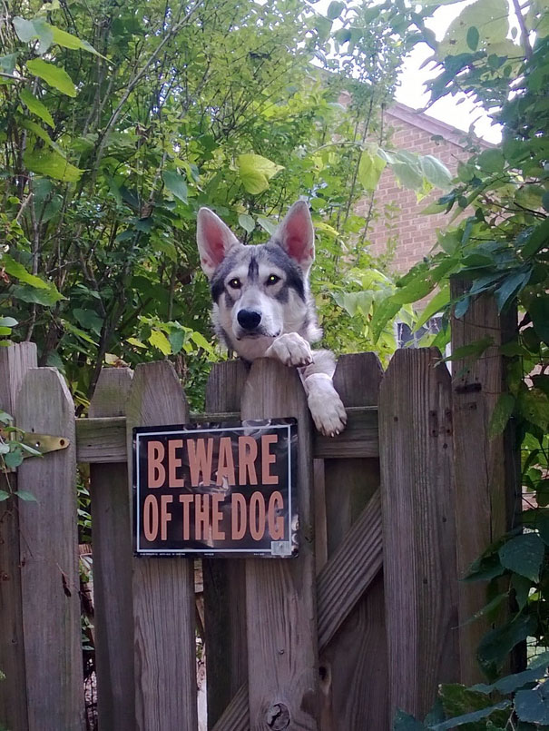 Beware-Of-The-Dog-Signs
