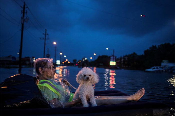 A Rescue Helicopter Hovers In The Background As An Elderly Woman And Her Poodle Use An Air Mattress To Float Above Flood Waters From Tropical Storm Harvey While Waiting To Be Rescued From Scarsdale Boulevard In Houston, Texas